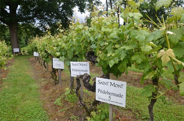 plaimont-pedebernade-vineyard-630x4151506018144-6265