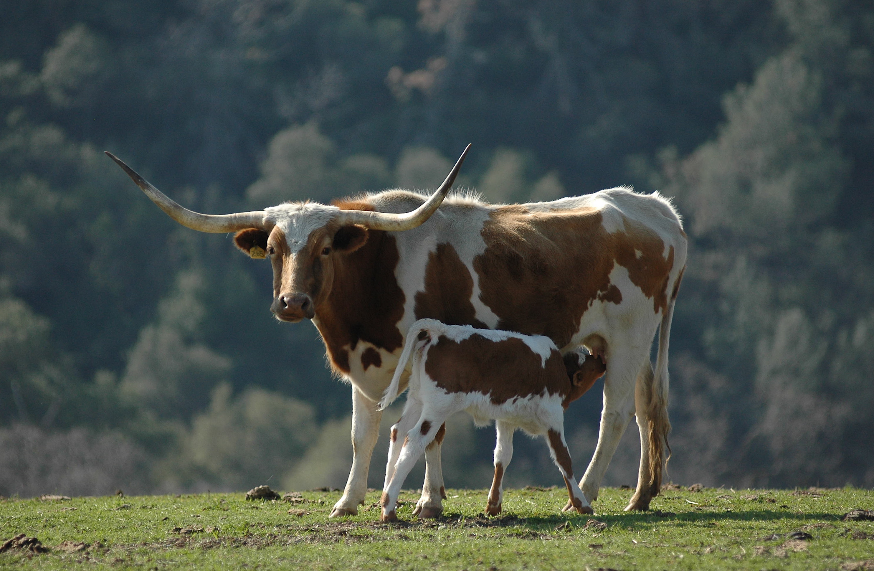 Longhorn Cattle Sighting at the Ranch