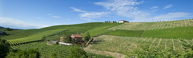 Batasiolo_BofaniVineyard